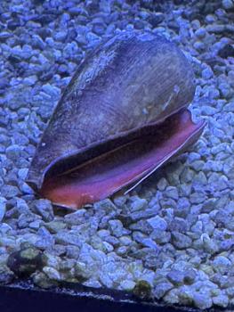 Blutmund-Flügelschnecke / Fechter-Schnecke - Strombus luhuanus